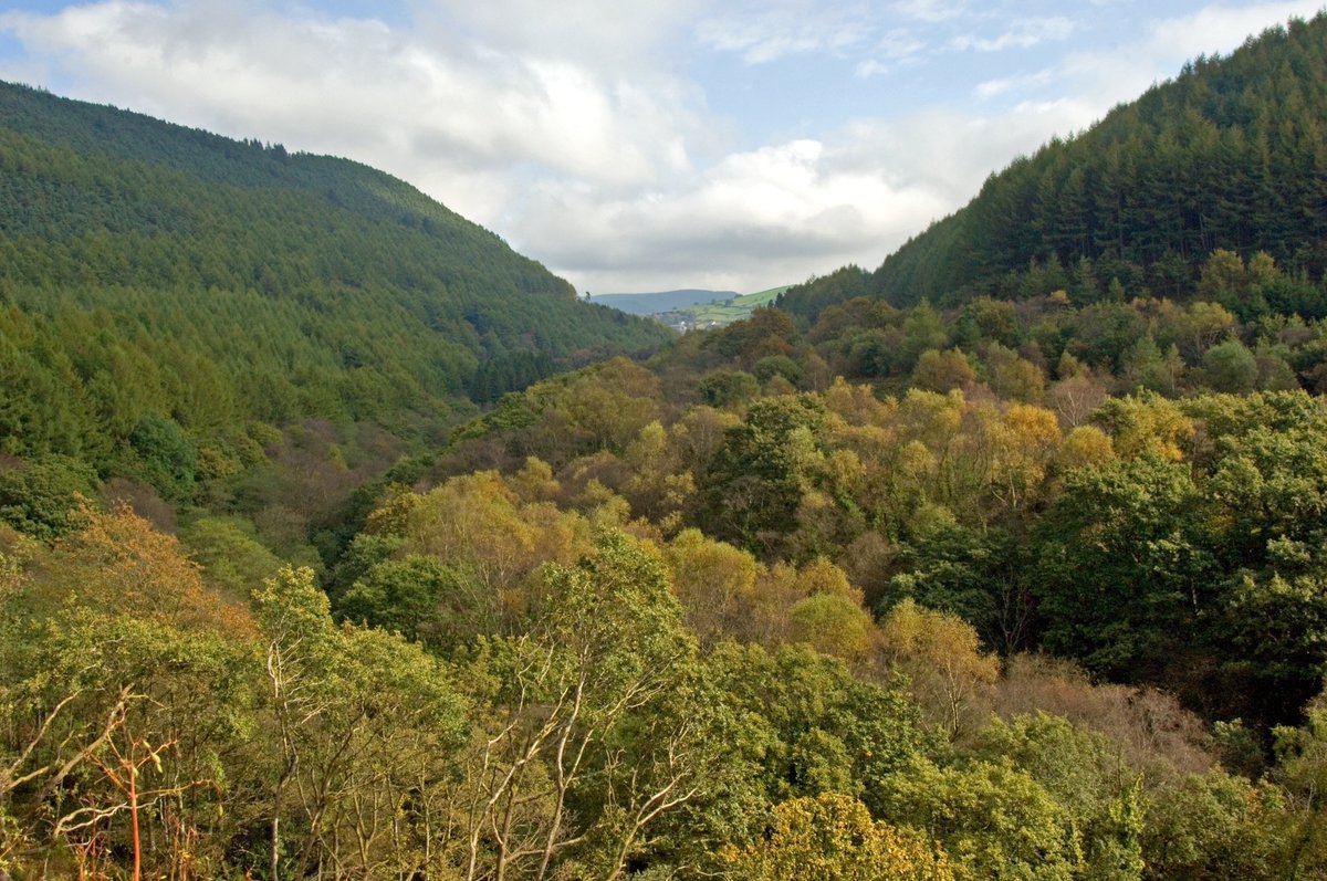 TimberDevUK's tweet photo. If serious about the #NetZero target, the UK Government will need to step up support for planting with firm policies which encourage our forests to grow. Increasing UK #forest cover by just 4% would see a national CO2 emission reduction of 10% by 2050. https://t.co/K6hMCYcHqz https://t.co/feJaiJhZ8m