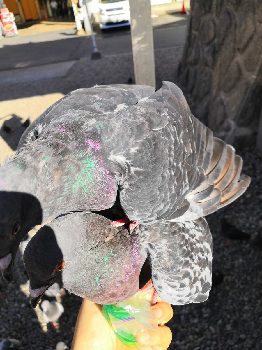 busaik's tweet photo. 鳩でもみくちゃにされてゃあなら名古屋に来るがね！
#NationalPigeonDay 
#名古屋
#大須観音 https://t.co/RPW7m7It3i