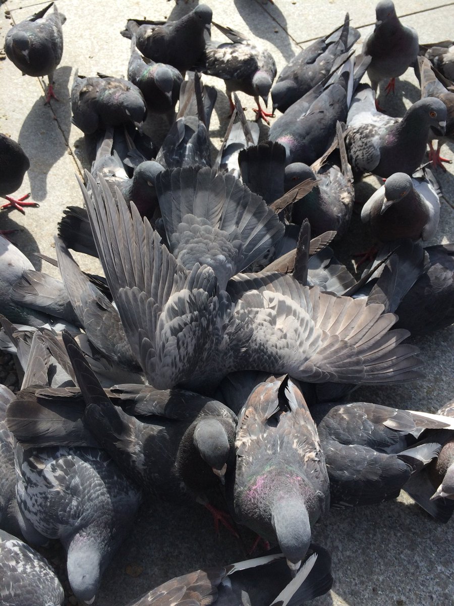 鳩でもみくちゃにされてゃあなら名古屋に来るがね！
#NationalPigeonDay 
#名古屋
#大須観音