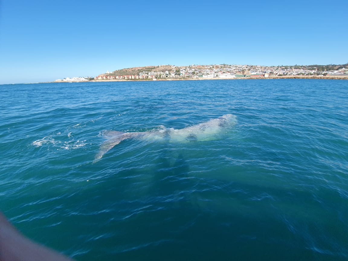 romonza's tweet photo. The 'lightly' coloured whale you see, is merely caused by pigmentation-referred to as Brindle pigmentation. More than 90% of these Brindle whales are usually male. 
#romonza #romonzaboattrips #mosselbay #visitmosselbay #boattrips #sealisland  #MosselBayHasMore #whalewatching https://t.co/Snq4nSQ1wf