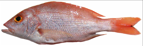 SeasourceImport's tweet image. Thursday's Fresh Fish from Seasource - mailchi.mp/f1d5568930f6/1…