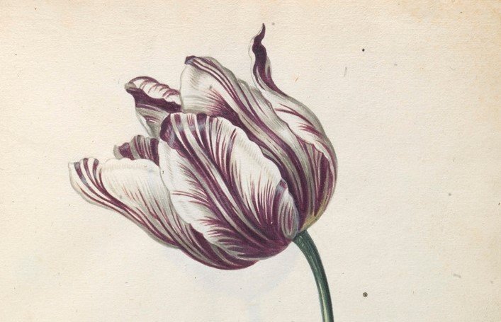 This gorgeous 17thC tulip catalogue from the #FagelCollection was on view today for King Willem-Alexander and Queen Máxima of the Netherlands visit to <a href="/tcdlibrary/">The Library of Trinity College Dublin</a> as part of their State visit to Ireland. Read more about it in our blog tcd.ie/library/manusc…