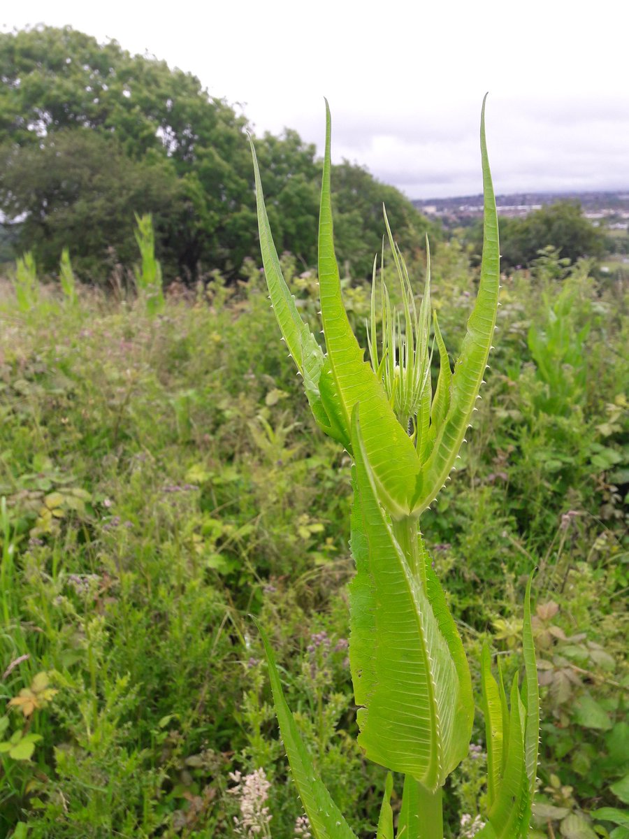 outdoorperscrip's tweet photo. Walking home from the Drs over Purdown, we are lucky to have such large green corridors in urban #Bristol @30DaysWild #30DaysWild @NTGates @OldLibrary_EV @emshimell https://t.co/xxNuR5UsUv