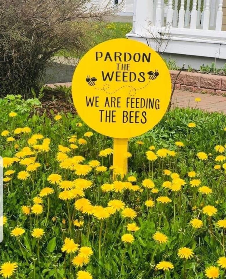 AllThingsGreenW's tweet photo. For my neighbours! .....#savethebees #naturelover https://t.co/tbfqdlh1ZN