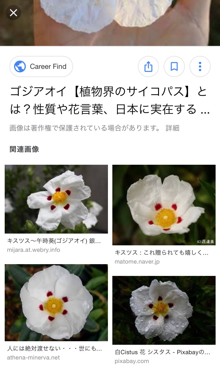 吾妻あさひ Pa Twitter これだ 花言葉 私は明日死ぬだろう は 怖すぎか T Co Jgfitkxggc Twitter