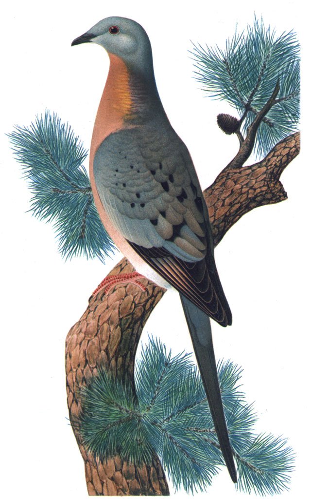Passenger pigeon. Lithe bird with mottled grey green black body and salmon pink chest sitting on a branch.