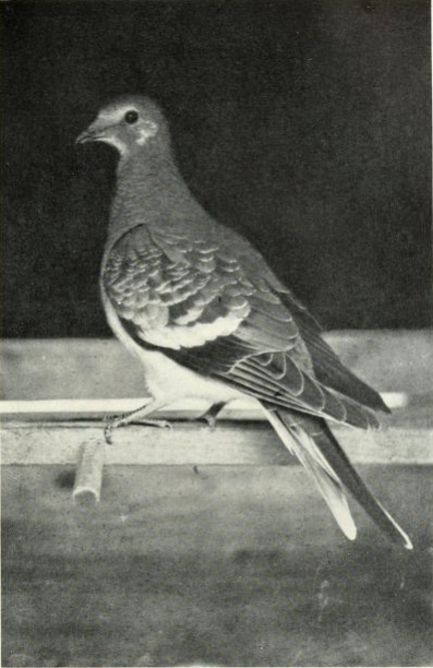 Martha the last passenger pigeon sitting in her coop.