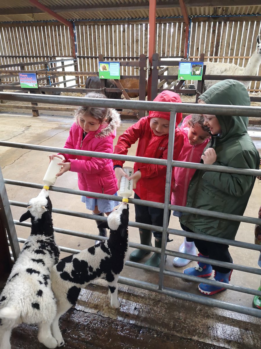 yrstocktonwood's tweet photo. We are having an amazing time at the farm. So far we have fed lambs, goats, and llamas, held a tarantula, a snake and a gecko, and even had our lunch! We are just setting off on our train trip! #windmillanimalfarm #receptiontrip https://t.co/h1PakuSb3w