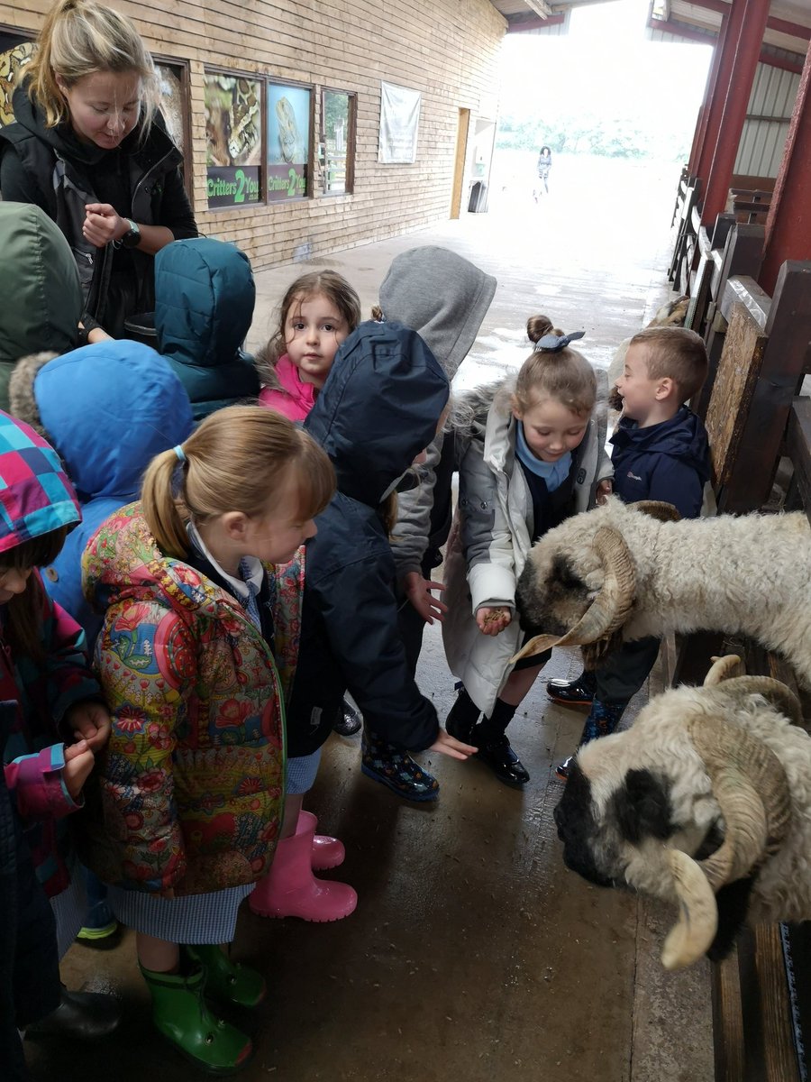 yrstocktonwood's tweet photo. We are having an amazing time at the farm. So far we have fed lambs, goats, and llamas, held a tarantula, a snake and a gecko, and even had our lunch! We are just setting off on our train trip! #windmillanimalfarm #receptiontrip https://t.co/rroxUZO3nt