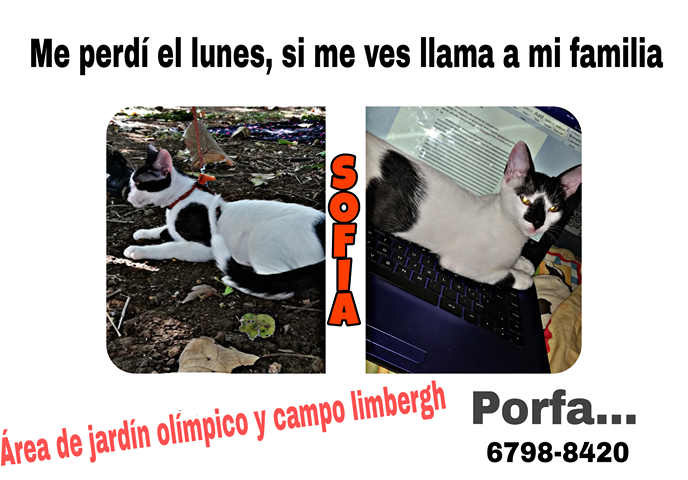 SE BUSCA A SOFIA - ATENCIÓN CAMPO LIMBERGH - 6798-8420 
Nos ayudas compartiendo?

#NoMasMascotasPerdidas
#PonleSuPlaquita
