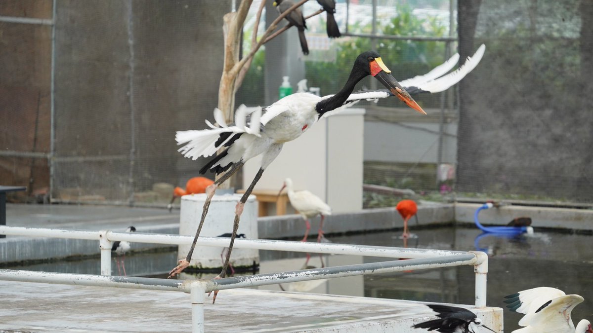 もっち クラハシコウ 掛川花鳥園 T Co Bafmbsvf43 Twitter もっち クラハシコウ 掛川花鳥園 T Co Bafmbsvf43 Twitter