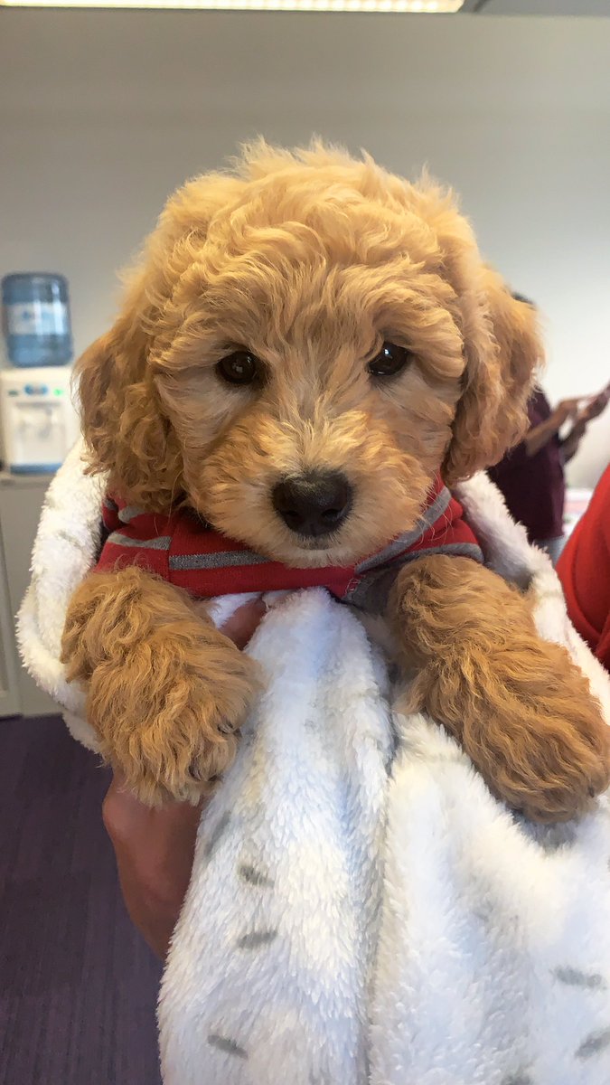 RecruitriteUK's tweet photo. Welcome to the Recruitrite team Benji ❤️ #toocutetorecruit 🐶 https://t.co/17MHsZslVl