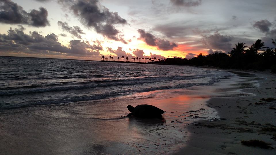 One of Antigua and Barbuda's endangered hawksbill #seaturtles heading back to sea after a hard night of work - courtesy of Jumby Bay Hawksbill Project facebook.com/11746263163221… We celebrate World Sea Turtle Day on June 16!