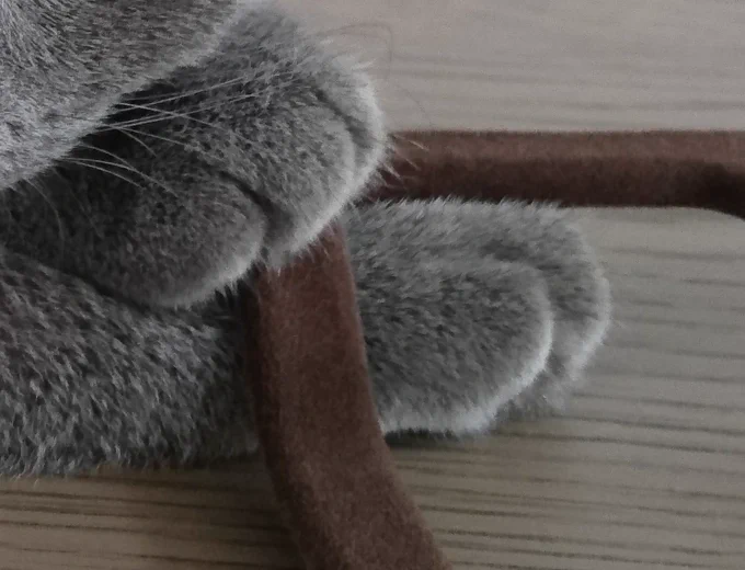 猫のおてて 
