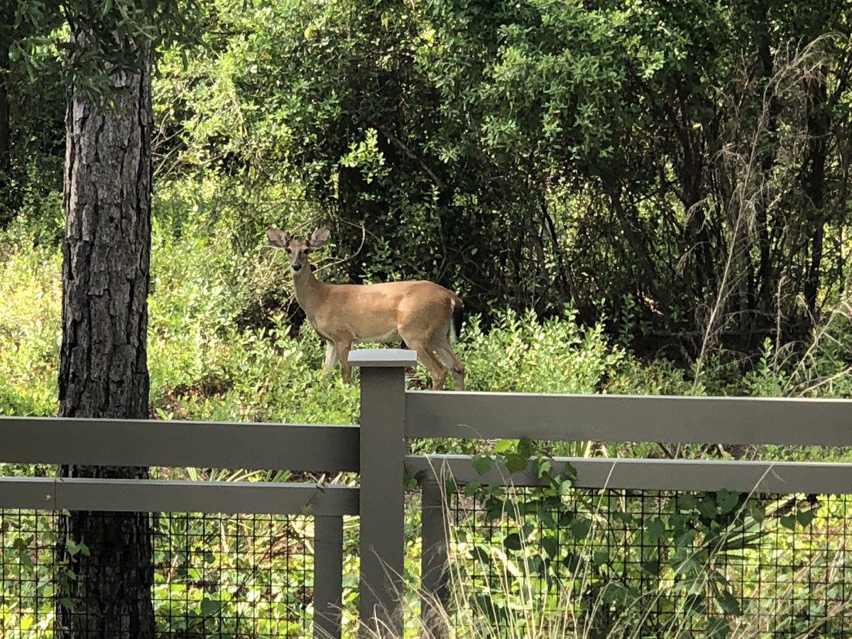 You never know who’s going to crash your pool party in Watercolor! 🦌🏊🏼
Book direct at 30avacay.com ...