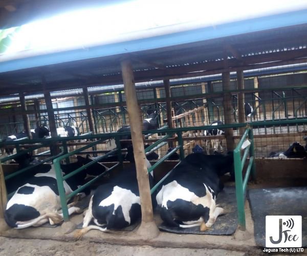 jaguza_app's tweet image. Cow comfort is an important factor in dairy management.This includes where they rest and the spacing. Cows that are comfortable will have less stress, eat more, have less health problems, and be injured less. Good cow comfort makes milk. #LivestockTips #JaguzaLivestockApp