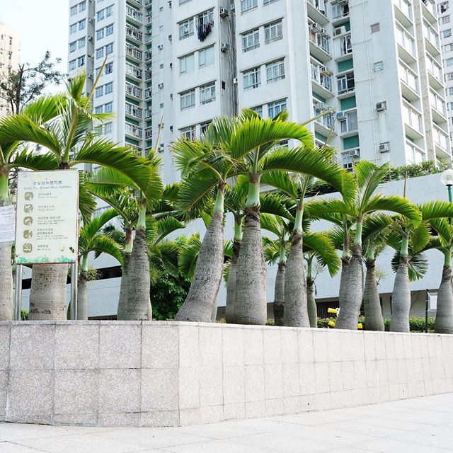 patsytond's tweet photo. Hong Kong 🌴🌴 #throwbackthursday #palmtrees #tanamanbikinhepi #hongkong https://t.co/P860clI2Y8 https://t.co/nyMDKncnCb