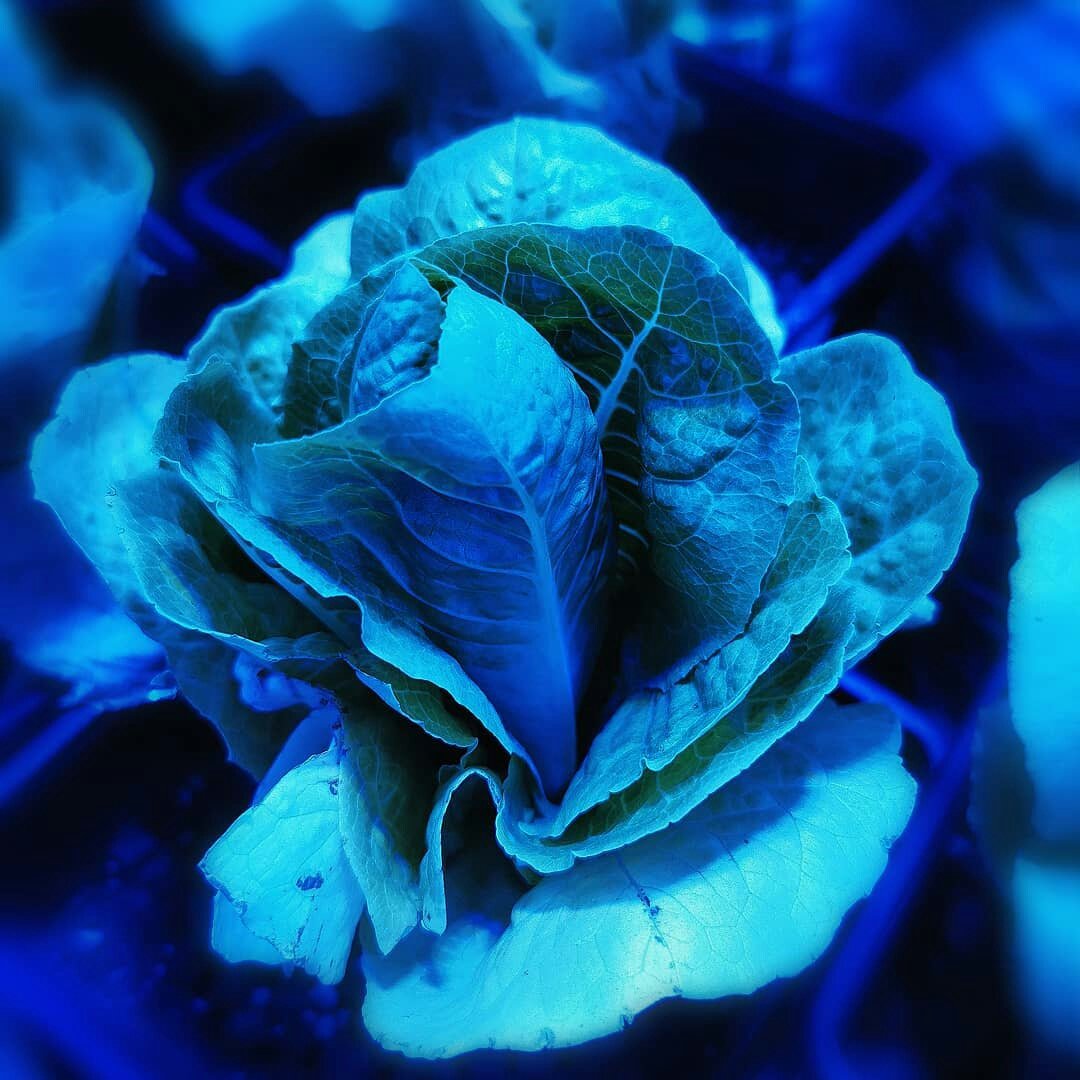 EOS iGROW tweet media