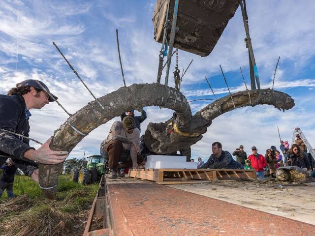 Petani di Michigan menggali tanah untuk memasang jaringan pipa air baru.

Ia mengira menemukan kayu pagar tua. Setelah digali ternyata Gading dan tengkorak Mammoth dari masa 15.000 thn yg lalu.