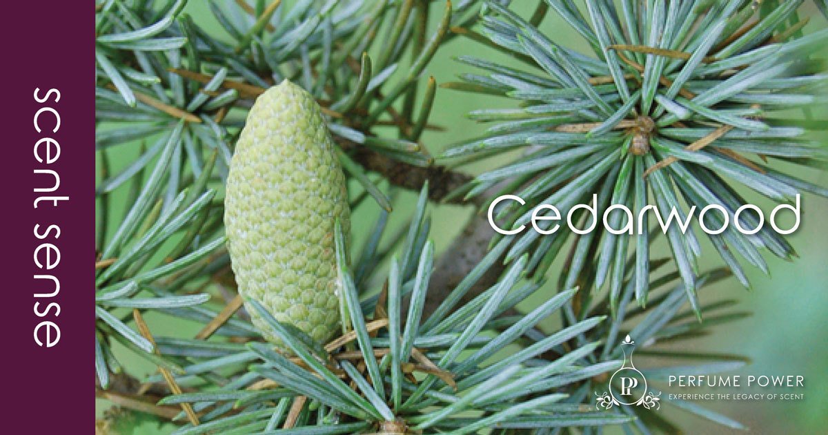 PerfumePowerSA's tweet photo. Scent Sense: Cedarwood
#cedarwoodoil is identified as a prized ingredient in modern-day #perfumery especially when it comes to #fragrancesformen. Read more on the #perfumepowersa blog.
https://t.co/wF4R9Y33dq https://t.co/vpVB3CSRUk