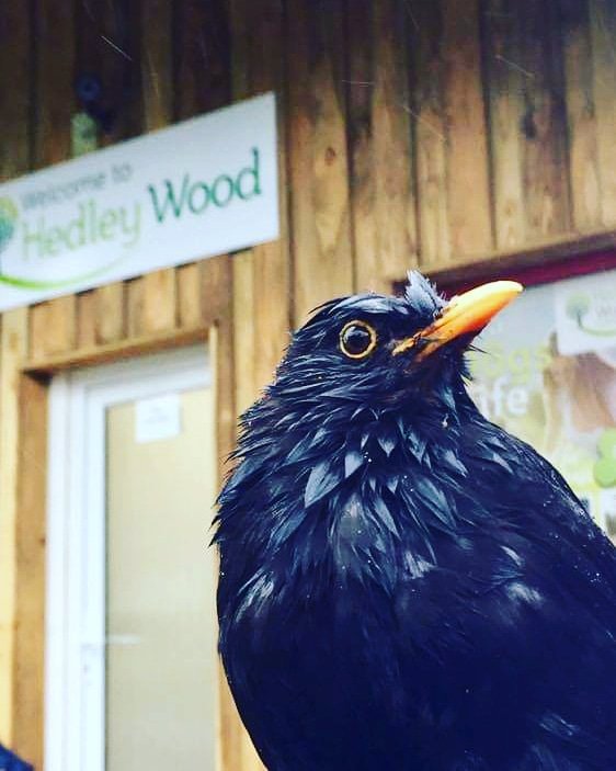 The unseasonable weather hasn't escaped our feathered friends here at Hedley Wood. Our local friend 'Birtie' swooped in to scope out the situation on park - bless his little wet feathers! 🐦☔️🐦
