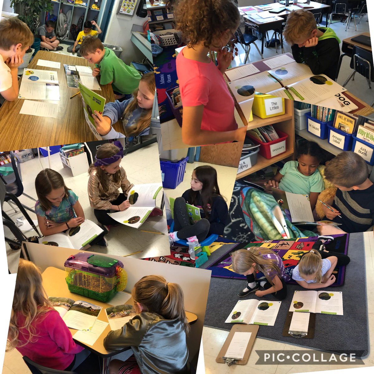 EmilyKerry7's tweet photo. 3rd grade scientists learning about pollinators! 🌸🐝 #savethebees #LCSDBobcatPride @ocmboces @SmithsonianScie https://t.co/YwRZEZjPUF
