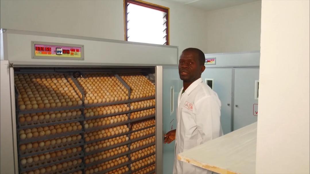 Unité de production des œufs :
Cette unité est composée de deux types d’élevages : l’élevage au sol et  l’élevage en batterie, avec un effectif de vingt mille sujets, la production moyenne par jour est de 12000 œufs soient 400 palettes <a href="/congosouverain/">Congo Souverain</a> <a href="/Grace_Patcheli/">Grâce Patcheli</a> <a href="/romi_oyo/">Honorable Romi Oyo</a>