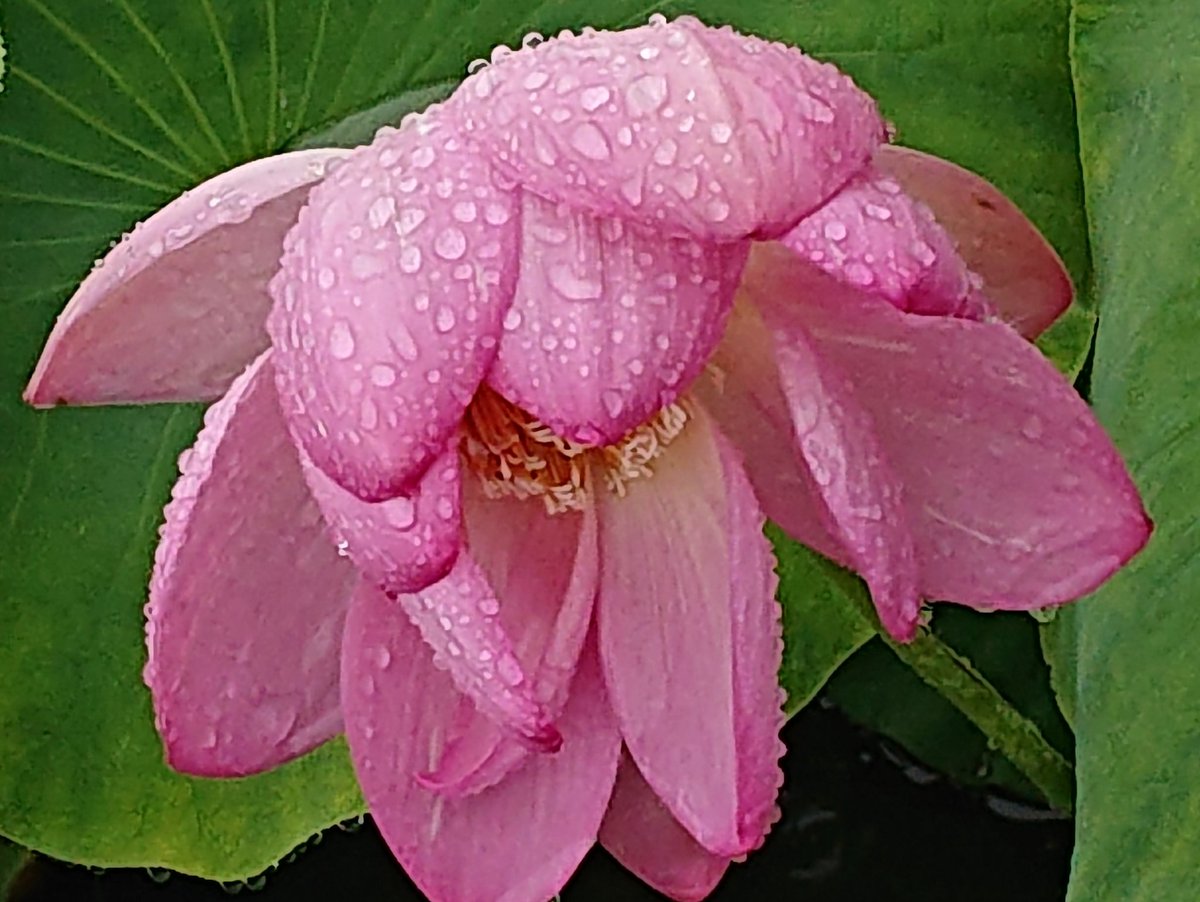 とある雨の日