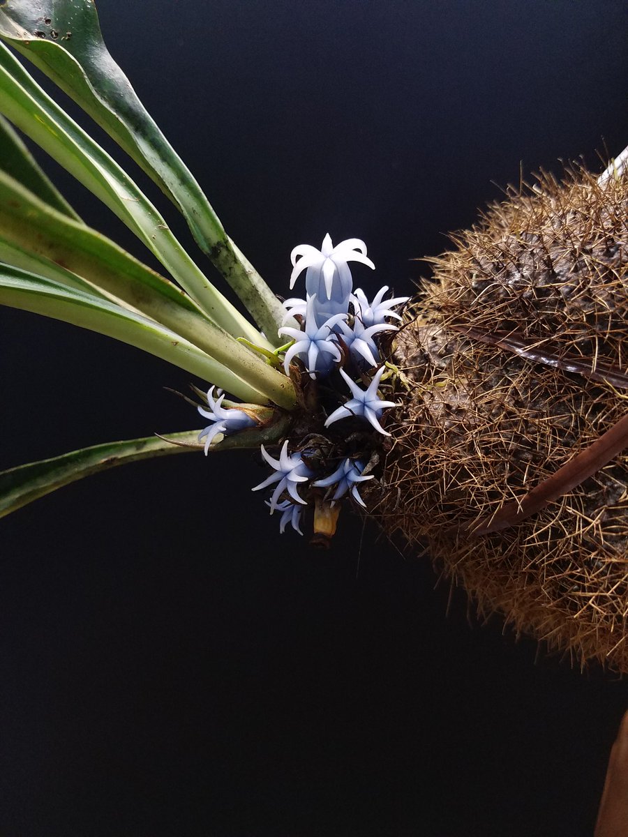 ito_akihiro_'s tweet photo. Myrmephytum arfakianum
もうすぐ満開 https://t.co/YoQ0uLO4JW