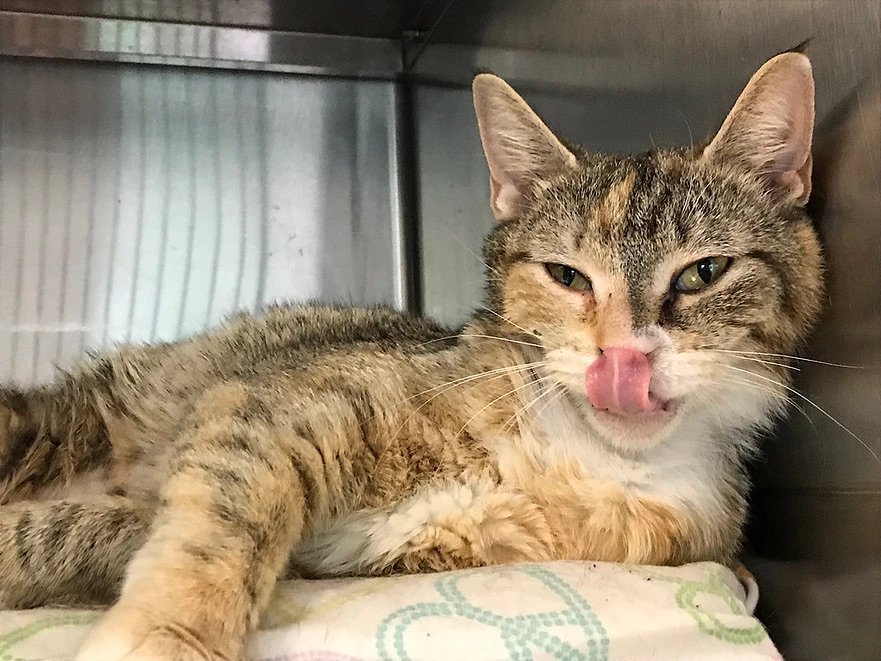 Do617's tweet photo. SUGAR SUGAR! Adopt these pets!
#doadopt #AdoptDontBuy #adoptdontshop #shelterpets @BuddyDogHS https://t.co/ut7nLK4iVd https://t.co/Hqlkgr0kaz