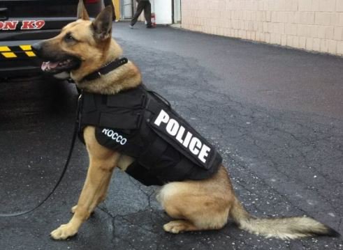 GlobalElecAssn's tweet photo. Opening their wallets for man’s best friend, Viscom Vision Technology will hold a fundraiser for @PawsAlive, a non-profit organization providing protective and safety gear for Law Enforcement and Military K9 units. Thank you, Viscom, for #givingback and participating in #IPCCares https://t.co/DsYERxJSd2