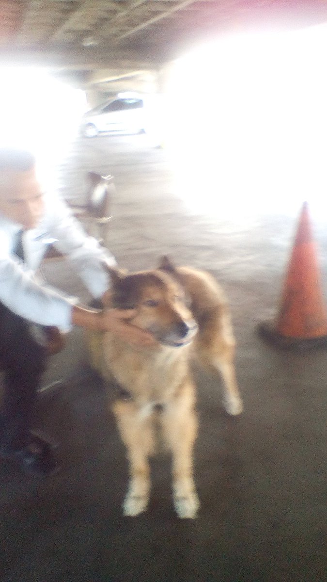 Hermoso perro adulto joven, cuidado, cariñoso y educado, está en resguardo en el estacionamiento privado del Centro  Comercial Los Chaguaramos. Entrada junto a Cendes-Asovac. Está evidentemente perdido. Lleva arnés de cuero marrón. Favor rt.