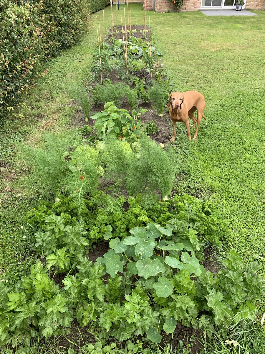 The great thing about gardening is that it makes you love the rain! 😊
