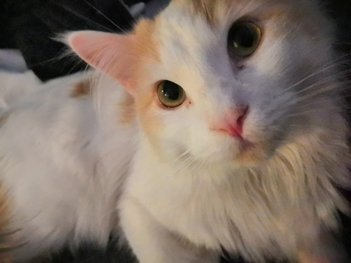 FireBirdReactio's tweet image. Kitten tiny fluffle
#love #instagood #photooftheday #tbt #cute #beautiful #me #followme #happy #follow #fashion #selfie #picoftheday #like4like #girl #tagsforlikes #instadaily #friends #summer #fun #smile #igers #instalike #likeforlike #repost #food #instamood #follow4follow #art