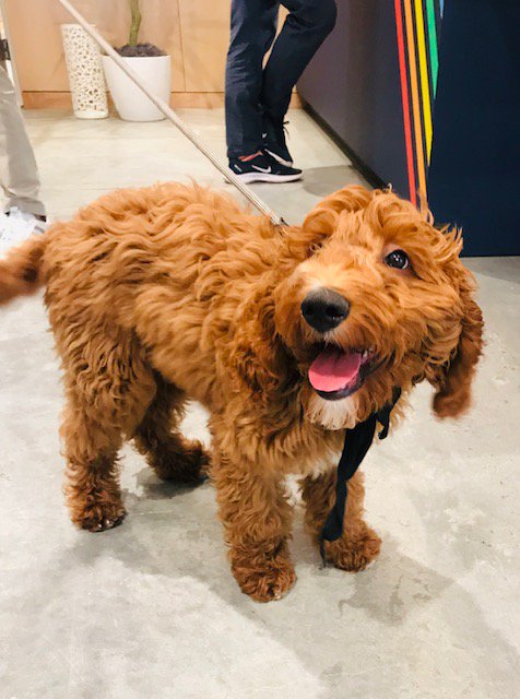 NCTA's tweet photo. Everyone (even Fido!) is welcome on the #NCTechTour! Here at @WeWork in downtown Raleigh for our Tech Talk Live on Military Workforce with speakers from @Fidelity @WGUNC @NCDIT @MetLife @ncmilitary and @DeutscheBank Next stop @avalara Full tour info at https://t.co/ZQe1Ksy2Ob https://t.co/s0I1AG7zLt