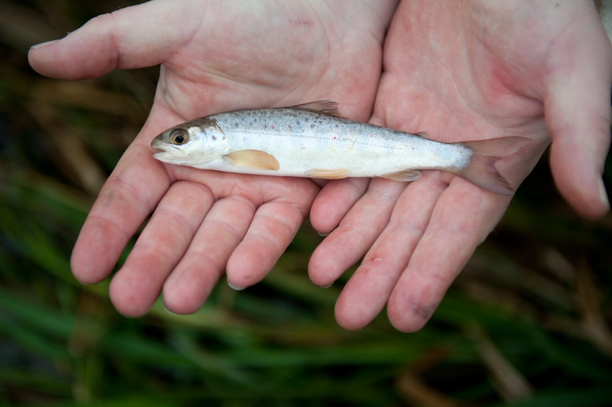 Big or small, barriers in rivers have an impact on #habitat, #geomorphology, #fishpassage. Ardent fish finatic <a href="/kbg_conserv/">Kim Birnie-Gauvin, Ph.D</a> takes over <a href="/WildTroutTrust/">The Wild Trout Trust</a> #WTTBlog with a reality check on barriers: wildtrout.org/wttblog/a-real…
#LetItFlow <a href="/fishmigration/">World Fish Migration Day</a> <a href="/AMBERtools/">AMBER</a>