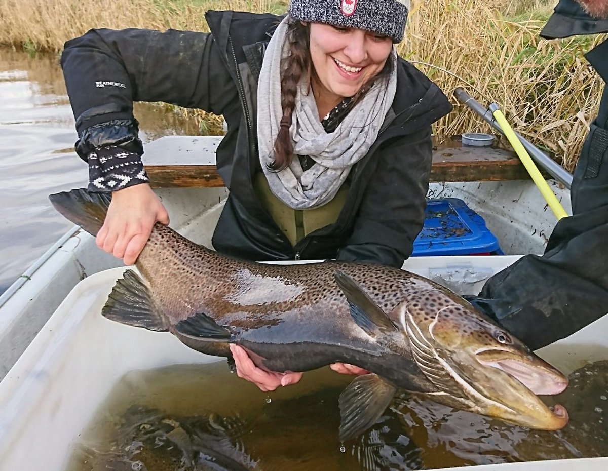 ProfJGrey's tweet image. Big or small, barriers in rivers have an impact on #habitat, #geomorphology, #fishpassage. Ardent fish finatic @kbg_conserv takes over @WildTroutTrust #WTTBlog with a reality check on barriers: wildtrout.org/wttblog/a-real…
#LetItFlow @fishmigration @AMBERtools