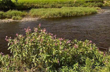 Wyre rangers &amp; the River Wyre Partnership will be out &amp; about clearing Himalayan balsam next week.  Why not join them on the 18th/19th to lend a hand - and enjoy a brew and a biscuit afterwards?! Info/booking from garstangtic@wyre.gov.uk <a href="/DiscoverWyre/">Discover Wyre</a> <a href="/WyreCouncil/">Wyre Council</a> @WyreRivers