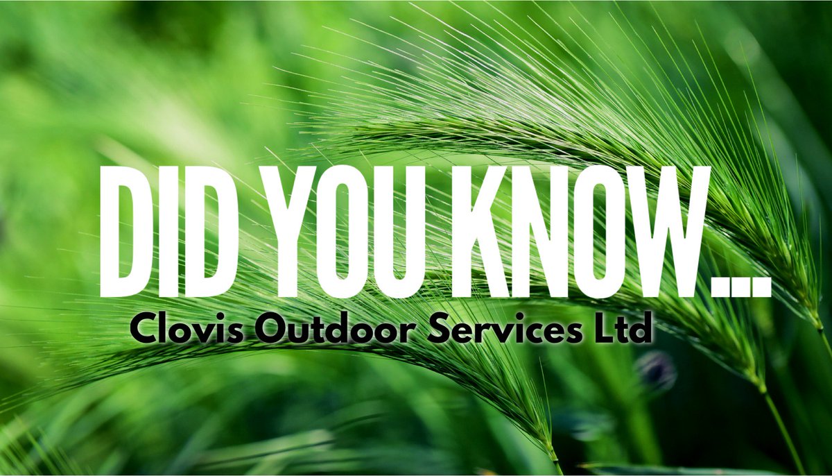 Did you know that lawns produce three times more oxygen than trees?! 🌳 

#FunFact