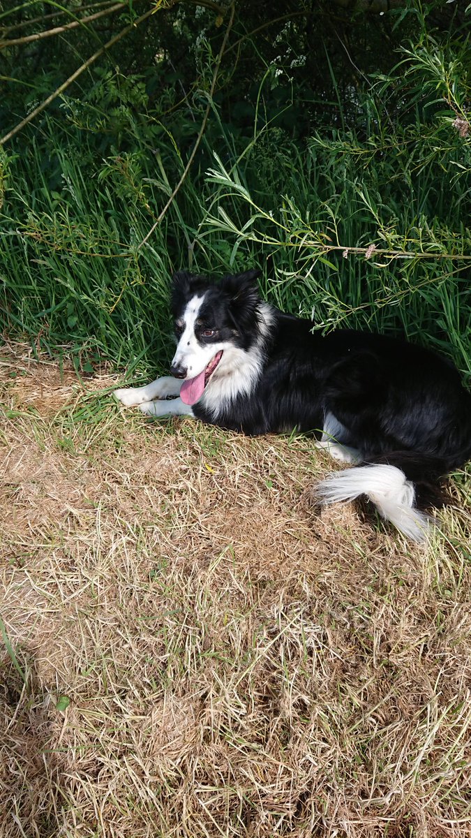 claireacluck's tweet photo. My gorgeous Poppy 💕. I rescued Poppy when she was shut in a shed with no window's and 20 other collies. She was the last of the 20 to be rehomed because she was so terrified. Out of our 4 rescue collies she's now the most fun and loves people and always as to say hello https://t.co/YLRyxvmb2u