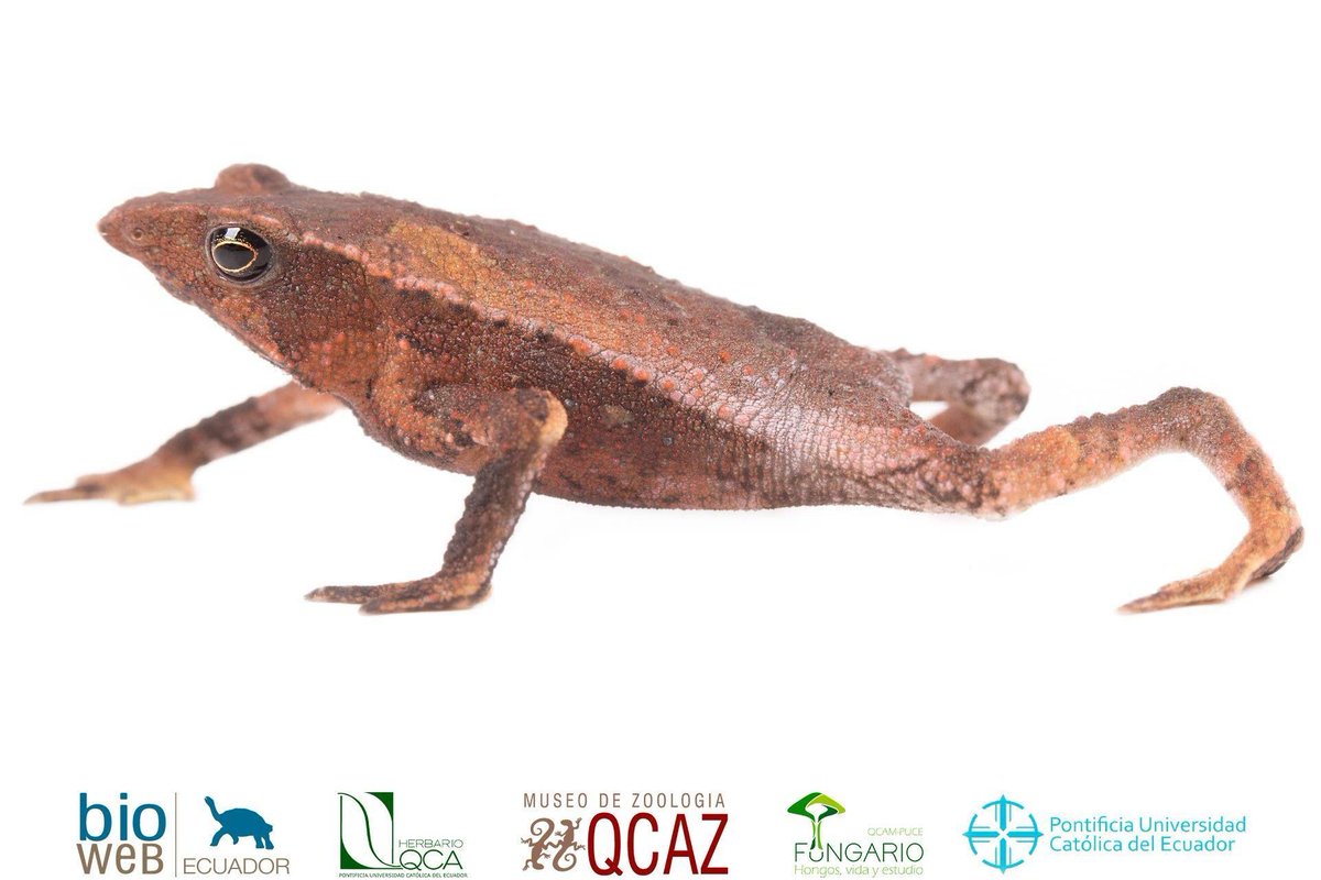 bioweb9's tweet photo. La especie del día. El #sapo del Valle de Santiago habita hojarasca de bosques primarios en las estribaciones orientales de los Andes ecuatorianos. Se alimenta de escarabajos. #Rhinella #festae. Zamora Chinchipe. Foto: Gustavo Pazmiño. Más en: https://t.co/hEkEmCfR6V #tropics https://t.co/lJCEutO3JO