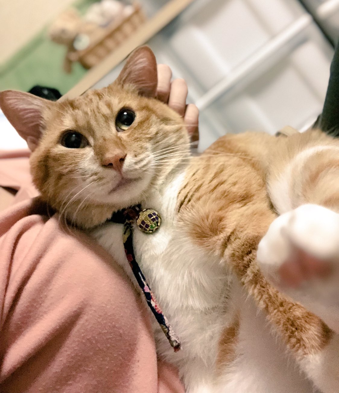 猫と南瓜 お耳のお掃除 ちょっとお耳の中が ウェッティで汚れてるから 濡れたティッシュと綿棒で優しく 気持ちいいみたい 猫さんはお耳が大きいから 大変ね P 猫 耳 掃除 虎太朗物語 T Co Gfjnxhofjt Twitter