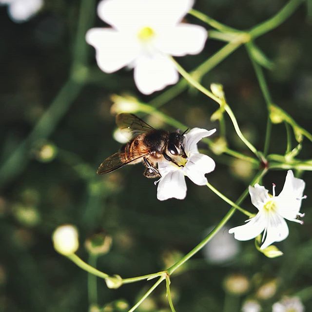 rohit_m_s's tweet image. 🐝🌼 bit.ly/2RfuoGJ