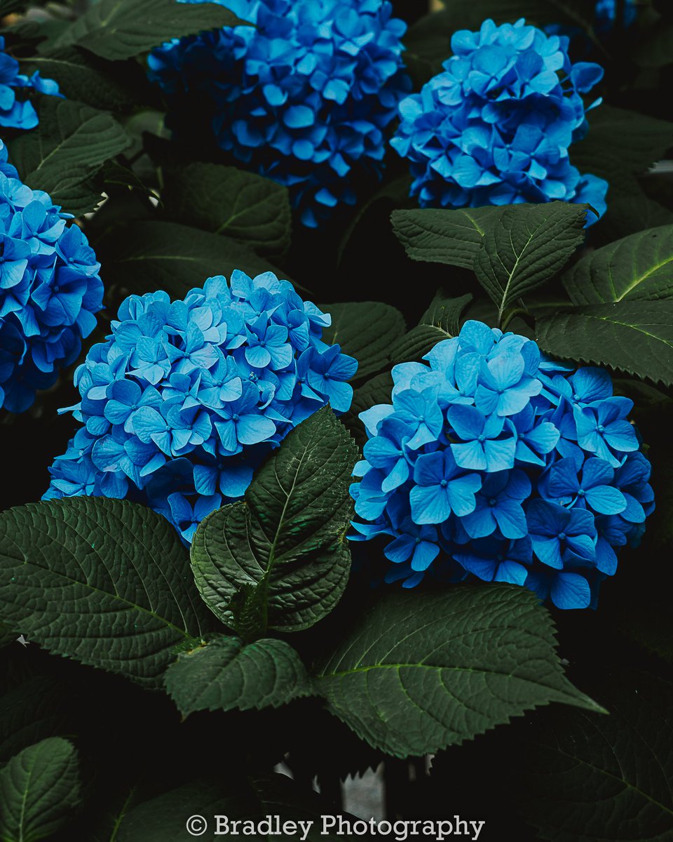BradMeier6's tweet photo. Its #hydrangea season in #Japan #tokyo #photographyeveryday #photography #PhotographyIsArt #flowers #flowerstagram #moody #photographyislife #bloom https://t.co/WNmEBFbK0y