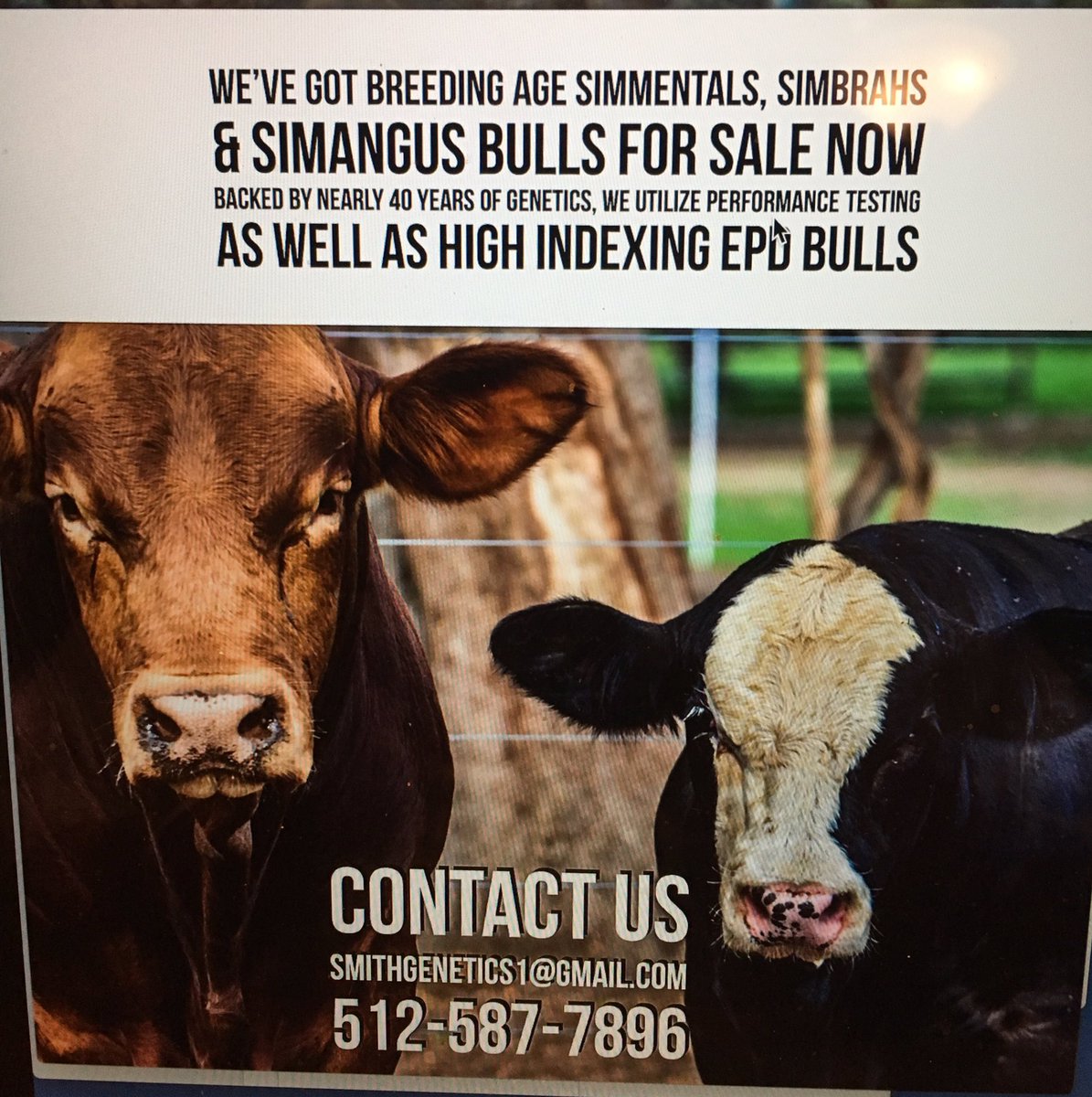 SmithGenetics's tweet image. #bulls #simgenetics #readytogotowork