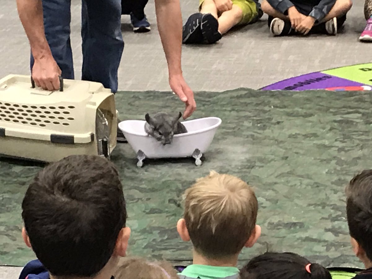 TenaflySmith's tweet photo. Whiskers the chinchilla visits our Smith grade 1 party! Great job, students and teachers! https://t.co/p0Xr4pdfQW