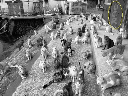 Charlyelduro's tweet image. #BuenJueves
Lo que puede lograr la #Transgénesis es impresionante.
Seguidores de Mauricio Macri🤓🤓