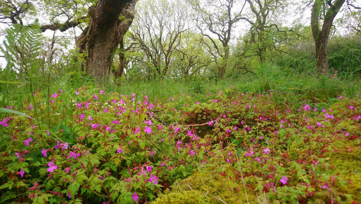 This week it's all about the pinks, definitely bringing some lovely colour to our rainy days on the reserve!

#wildflowers #pollinators #yorkshiredales <a href="/NEYorksNLincs/">Natural England Yorkshire and North Lincolnshire</a> <a href="/BSBIbotany/">BSBI: Botanical Society of Britain & Ireland</a>