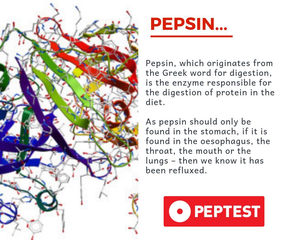 peptest_reflux's tweet photo. Pepsin is the active form of pepsinogen, responsible for causing damage in reflux disease. #pepsin #reflux https://t.co/iQTe2g99EJ