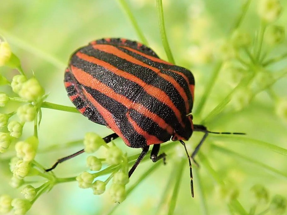 にゃごにゃ 庭の虫 アカスジカメムシがイタリアンパセリの花の上に来ていました 初めて見たから嬉しい 調べたらセリ科が大好きとか なるほどなるほど いつでもおいでなさいませ 背中は縦じま お腹は点々模様なんですね T Co